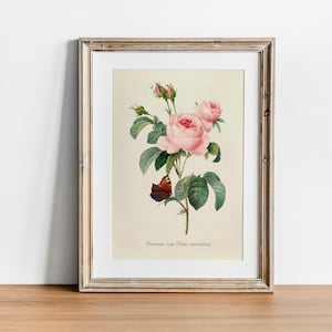 Rose Print, Vintage Botanical Poster Wall Art Decor, arte de cocina, botánico vintage, botánico victoriano / CO636