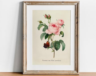 Vintage Rose Botanical Print: Pierre-Joseph Redouté Antique Art