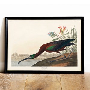 Glossy Ibis Print: Vintage Audubon Bird Drawing Poster