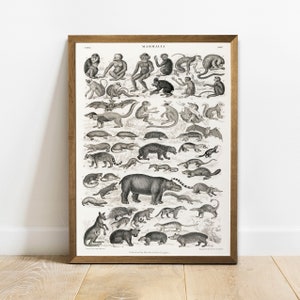 Mammal Collection Print, Antique Animal Painting, Vintage Drawing Poster Wall Art, Mammals,  zoology poster, woodland animals | COO284