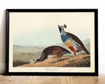 Audubon California Partridge Print: Vintage Bird Drawing Poster