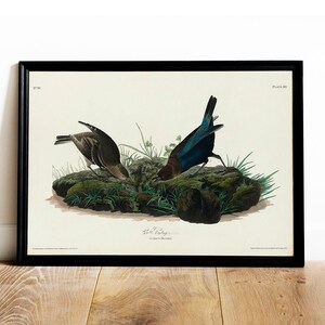 Cow-pen Bird Print, Antique Bird Painting, Vintage Drawing Poster Wall Art Decor, Cowpen Bird, bird posters, bird drawings | COO510
