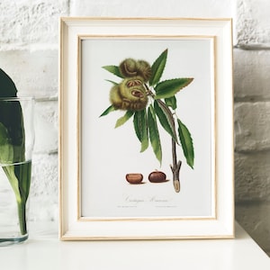 Kastanje antieke print illustratie, vintage keuken poster, tekening cadeau voor moeder keuken, aquarel fruit keuken poster | B34