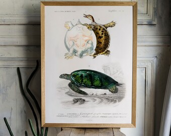 ★Original ART ‘Turtle’ il_340x270.2085180788_e6wf.jpg