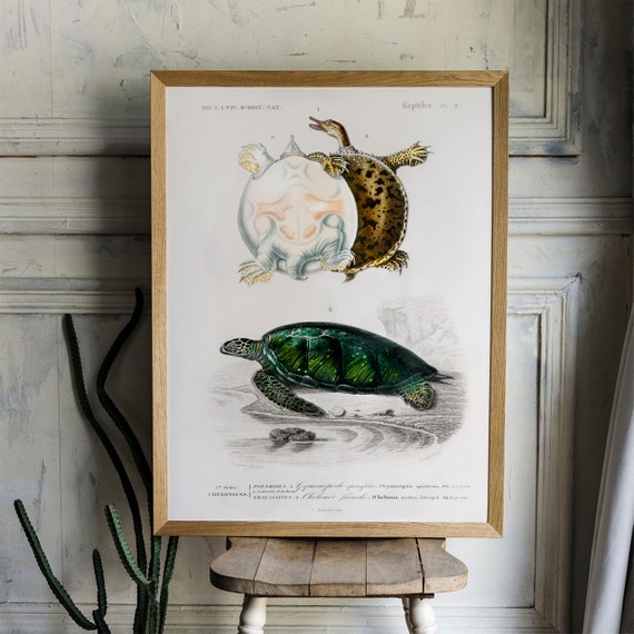 Antique Turtle Print: Vintage Sea Turtle Illustration - Etsy