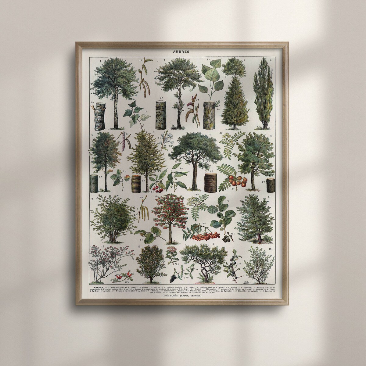 Vintage Botanical Tree Species Chart, Forest Wall Art, Botany Poster, Larousse Print, Forest Print, Vintage Tree Poster, Botanical, C16-1209 - Etsy