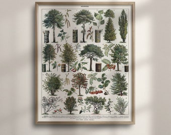 Vintage Botanical Tree Species Chart, Forest Wall Art, Botany Poster, Larousse Print, Forest Print, Vintage Tree Poster, Botanical, C16-1209
