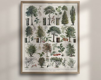 Vintage Botanical Tree Species Chart, Forest Wall Art, Botany Poster, Larousse Print, Forest Print, Vintage Tree Poster, Botanical, C16-1209