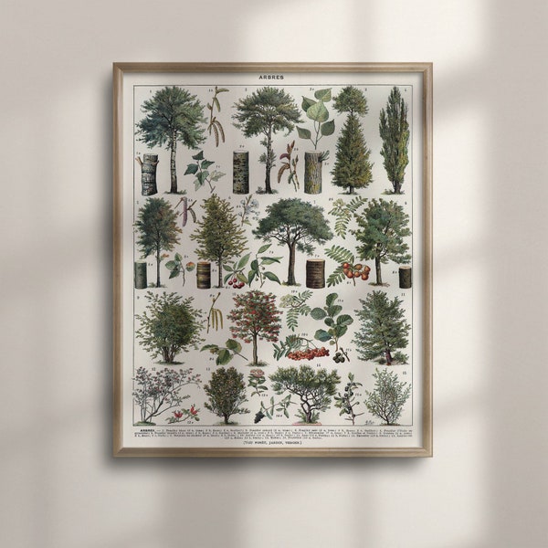 Vintage Botanical Tree Species Chart, Forest Wall Art, Botany Poster, Larousse Print, Forest Print, Vintage Tree Poster, Botanical, C16-1209