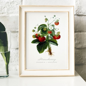 Strawberry Print, Vintage Kitchen Poster Wall Art Decor, Strawberries drawing Gift for Mom her kitchen , art for kitchen kitchen decor | B26