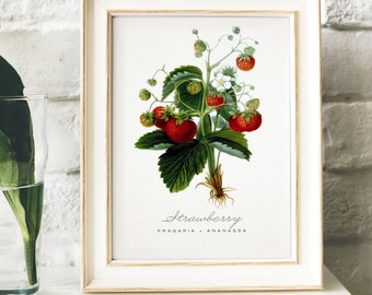 May include: A vintage botanical illustration of a strawberry plant with red berries and green leaves. The text "Strawberry FRAGARIA × ANANASSA" is printed below the image.