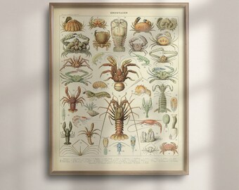 Vintage Crustacean Print: Adolphe Millot Science Illustration