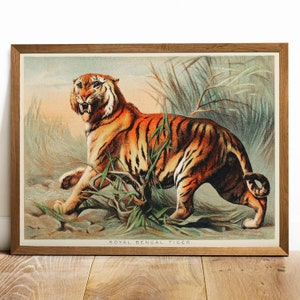 Bengal Tiger Print, Antique Bird Painting, Vintage Drawing Poster Wall Art, Royal Bengal Tiger, woodlands animal art, vintage print | COO593