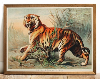 Royal Bengal Tiger Print: Vintage Animal Wall Art