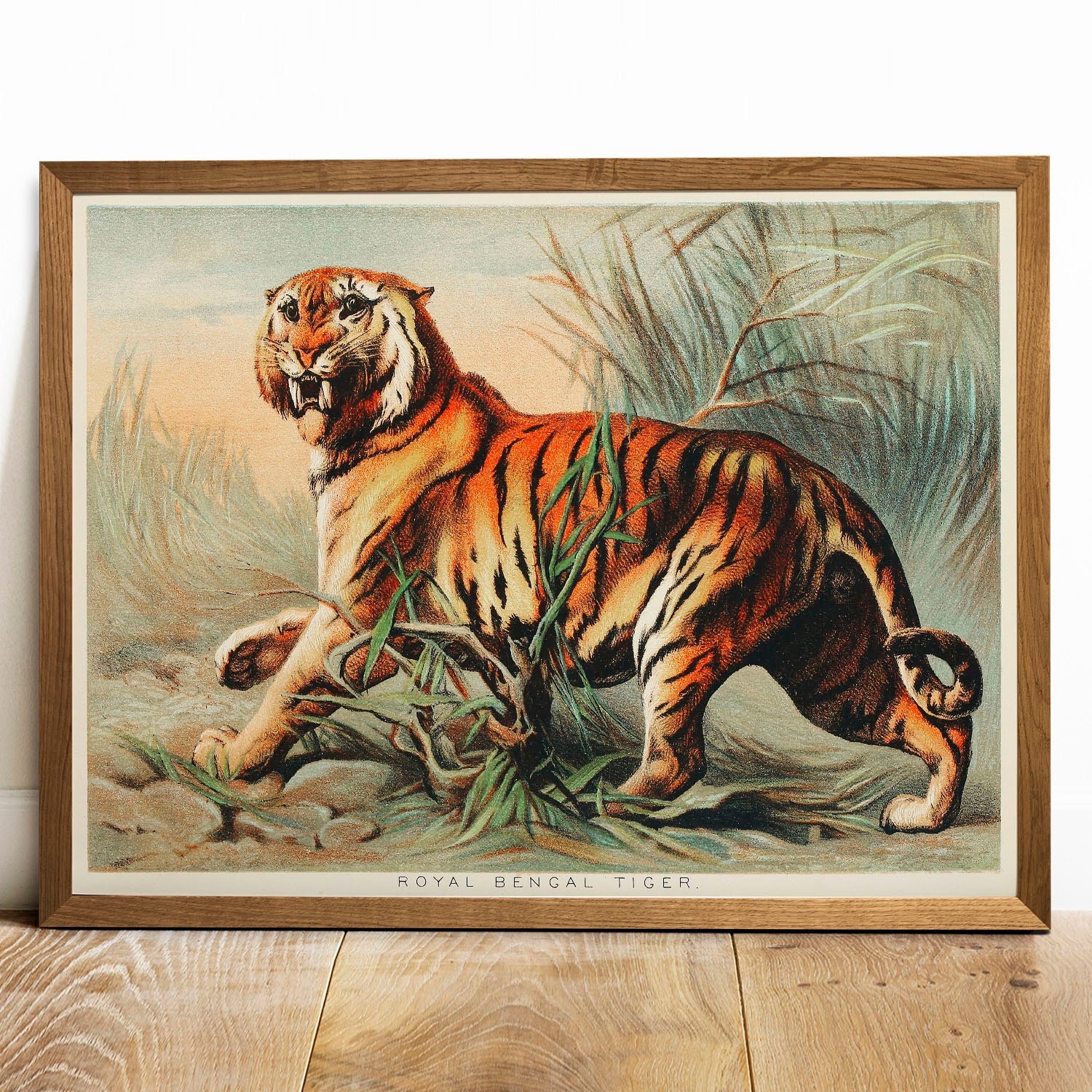 Royal Bengal Tiger 3d art with white background