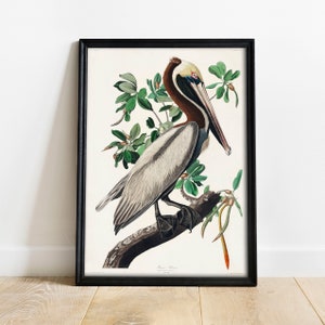 Audubon Pelican Print: Vintage Bird Drawing Poster