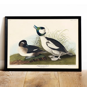 Buffel Duck Print, Antique Bird Painting, Vintage Drawing Poster Wall Art  Buffel headed Duck, birds poster, birds vintage prints | COO536