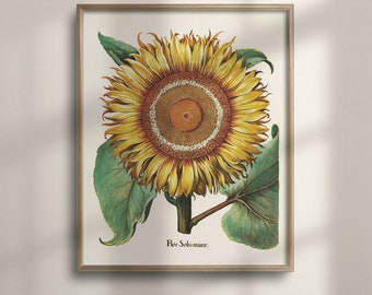 Vintage Sunflower Botanical Print: Basilius Besler Floral Art