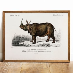 Rhinoceros Print, Antique Animal Painting, Vintage Drawing Poster Wall Art Decor, Rhino,  poster vintage, animals antique | COO154