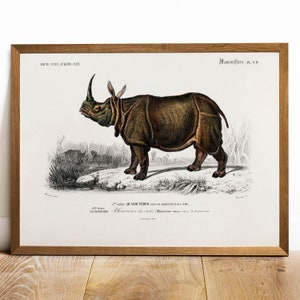 Antique Rhinoceros Print: Vintage Animal Wall Art