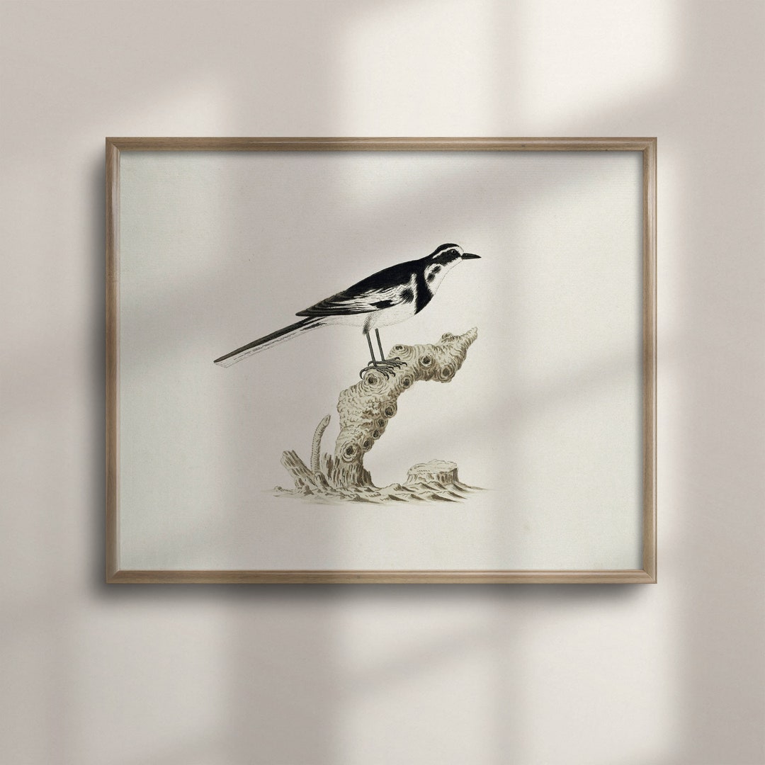 Vintage Bird Art Print: Antique Farmhouse Decor - Etsy