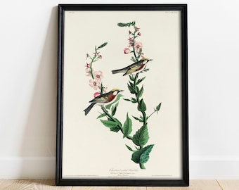 Warbler Print: Vintage Audubon Bird Illustration