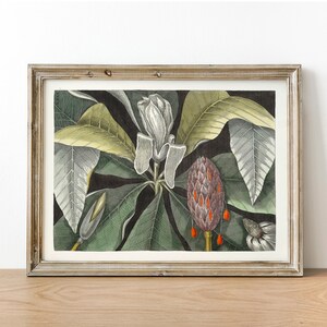 Magnolie Druck, Antike botanische Malerei, Vintage Zeichnung Poster Wand Kunst Dekor, Regenschirm Baum, vintage botanisch, | CO673