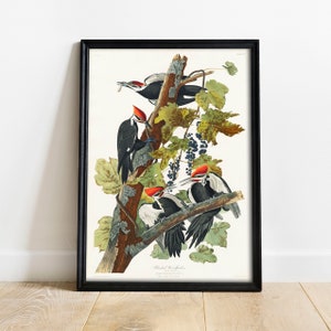 Woodpecker Print, Antique Bird Painting, Vintage Drawing Poster Wall Art, Pileated Woodpecker, bird print art, hand painted bird | COO426