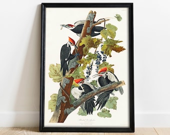 Woodpecker Print, Antique Bird Painting, Vintage Drawing Poster Wall Art, Pileated Woodpecker, bird print art, hand painted bird | COO426