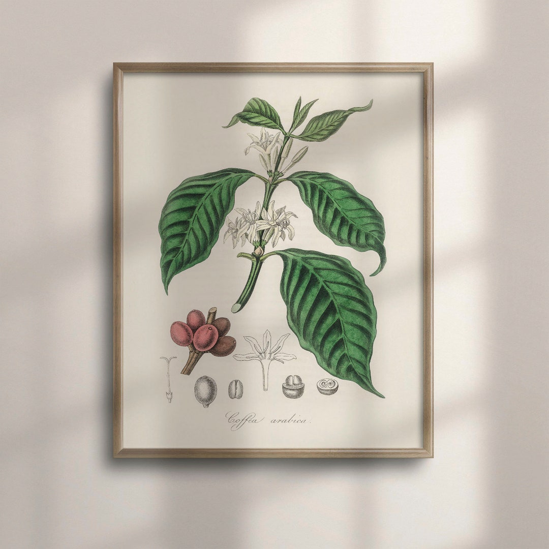 Vintage Coffee Plant Botanical Poster Kitchen Wall Art Etsy