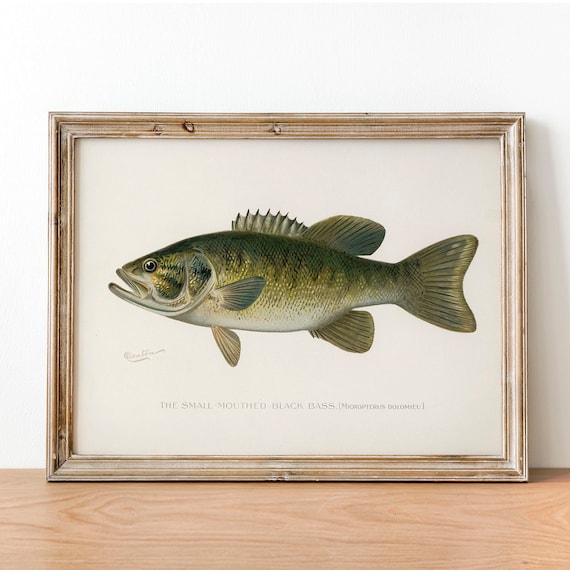 Black Bass Fish Print, Vintage Fishing Poster Wall Art Decor, Smal