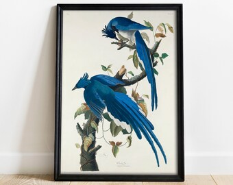 ARTCANVAS Columbia Jay by John James Audubon Canvas Art Print