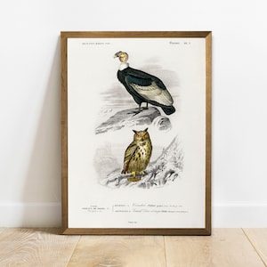 Antique Condor & Owl Print: Vintage Animal Wall Art Decor