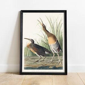 Audubon Marsh Bird Print: Vintage Salt Water Marsh Wall Art
