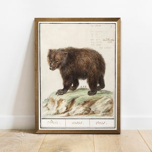Antique Brown Bear Print: Vintage Animal Wall Art