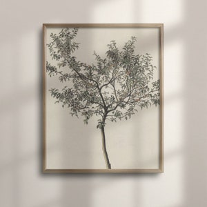 Vintage Orange Tree Print: Spanish Botanical Kitchen Art image 1
