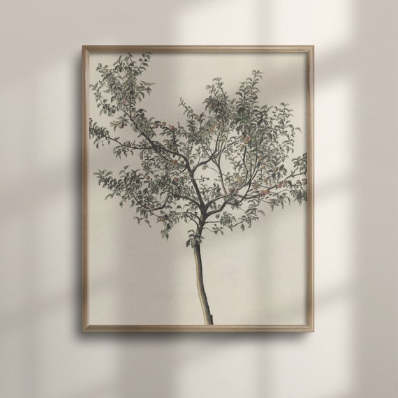 Vintage Orange Tree Print: Spanish Botanical Kitchen Art