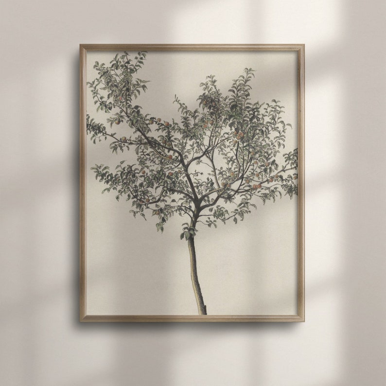 Vintage Orange Tree Print: Spanish Botanical Kitchen Art image 1
