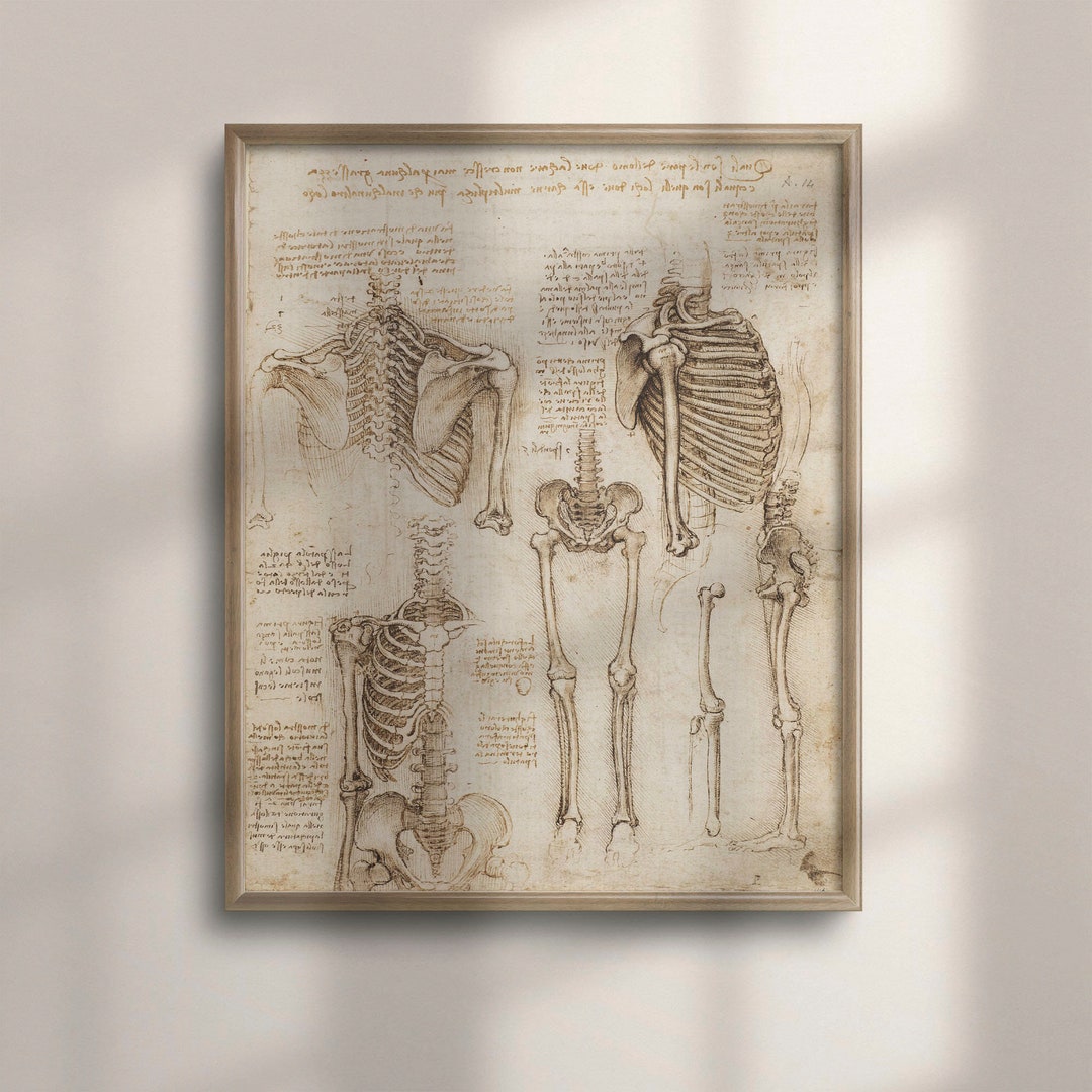 Da Vinci Anatomical Print: Vintage Human Skeleton Wall Art - Etsy