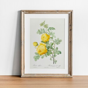 Flower Art Yello Rose Print, Antique Botanical Painting, Vintage Drawing Poster Wall Art Decor,  vintage flower print, flower prints | CO665