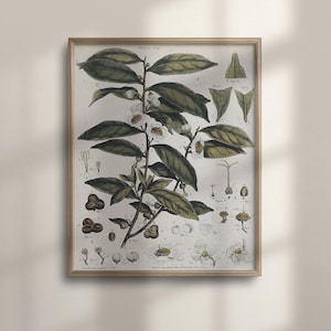 Camellia Sinensis Poster: Vintage Botanical Tea Plant Art Print