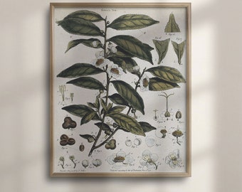 Camellia Sinensis Tea Plant Poster, Botanical Kitchen Wall Art, Vintage Style Tea Decor, Green Tea Art Print, Unique Gift Idea, C16-1298