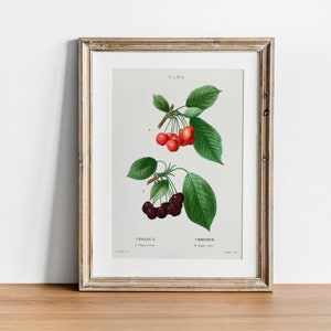 Cherry Print, Vintage Botanical Poster Wall Art Decor,  kitchen art,  botanical nursery, botanical flower | CO647