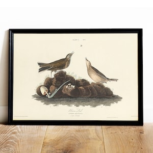 Brown Lark Print, Antique Bird Painting, Vintage Drawing Poster Wall Art Decor, Lark, bird antique poster, bird specimen | COO557
