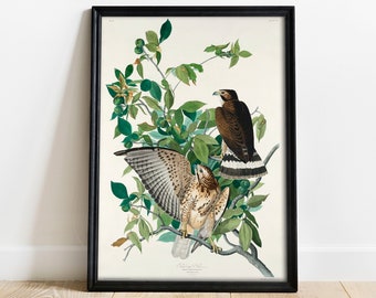 Audubon Hawk Print: Antique Bird of America Vintage Wall Art