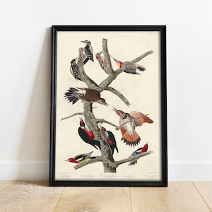 Woodpeckers Print, Antique Bird Painting, Vintage Drawing Poster Art Decor, Hairy Woodpecker, Chromolithograph, antique bird print | COO399