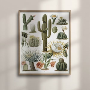 Vintage jaren 1800 Cactus Grafiek, Botanische Kunst Poster, Sappig Decor, Plantkunde Illustratie, Cactussen Plant Muur Kunst, C16-1290