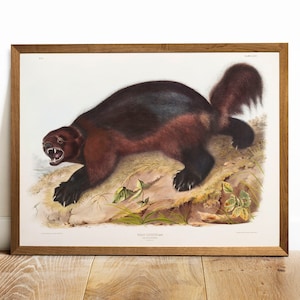 Antique Wolverine Print: Vintage Zoology Wall Art