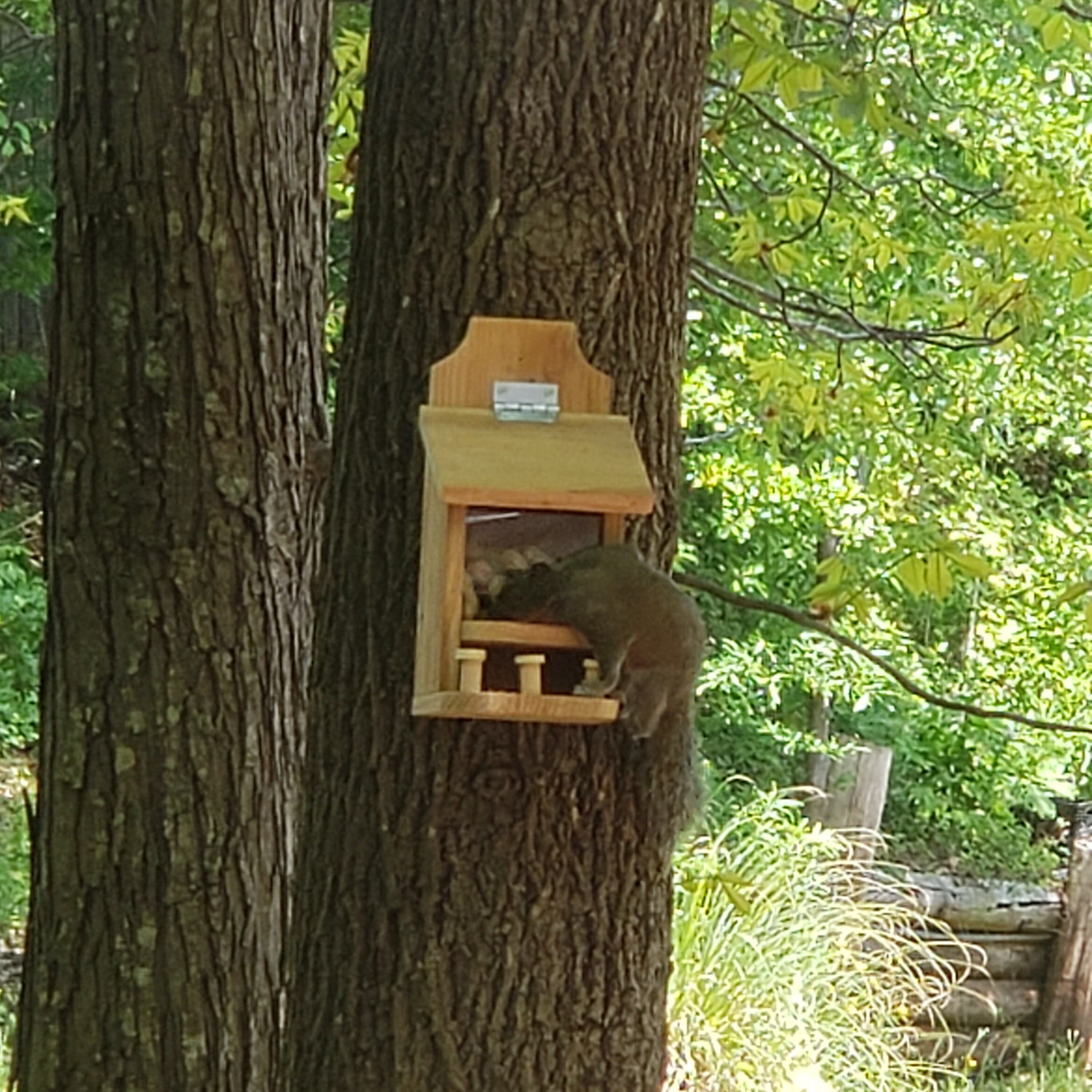 Squirrel Feeder / Chipmunk Feeder / Cedar Squirrel Feeder / Etsy