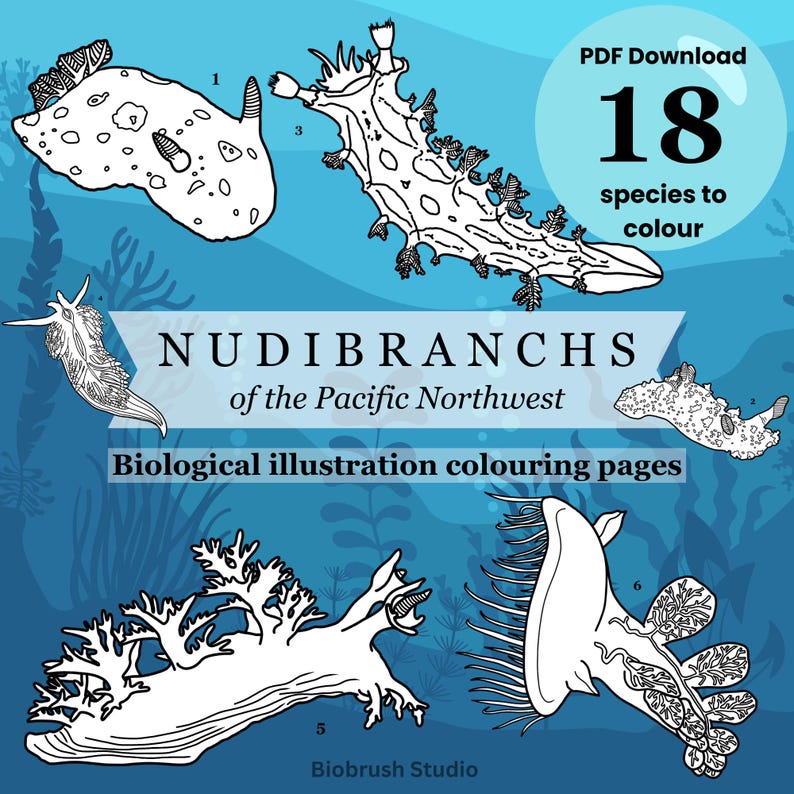 Nudibranchs of the Pacific Northwest Colouring Pages | Sea Slugs (PDF ...